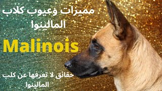 ما هى مميزات وعيوب كلاب المالينو Malinois|وأكثر 10 حقائق لا تعرفها عن كلب المالينوا | Malinois dog