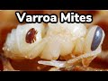 Varroa mites what they are and how to stop them  beehive pests and problems