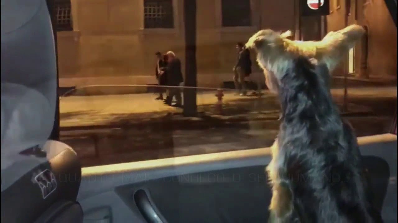 migos narcos A MELHOR RECEITA DO MUNDO...É A ALEGRIA DE ESTAR COM OS MEUS CÃES!!
