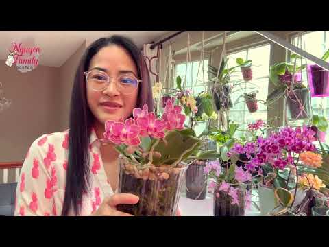 Video: Star Orchid Care - Cách Trồng Cây Phong Lan Sao