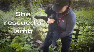 Helen rescues a lamb before our hike