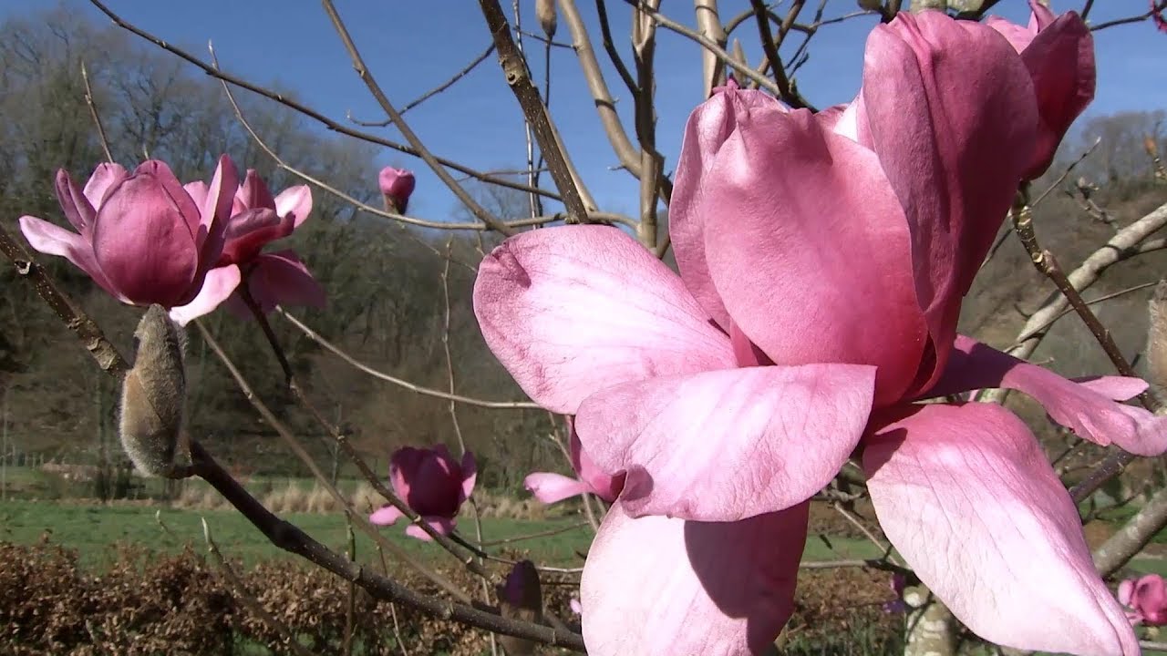 Magnolios en flor - Decogarden - Jardinatis - YouTube