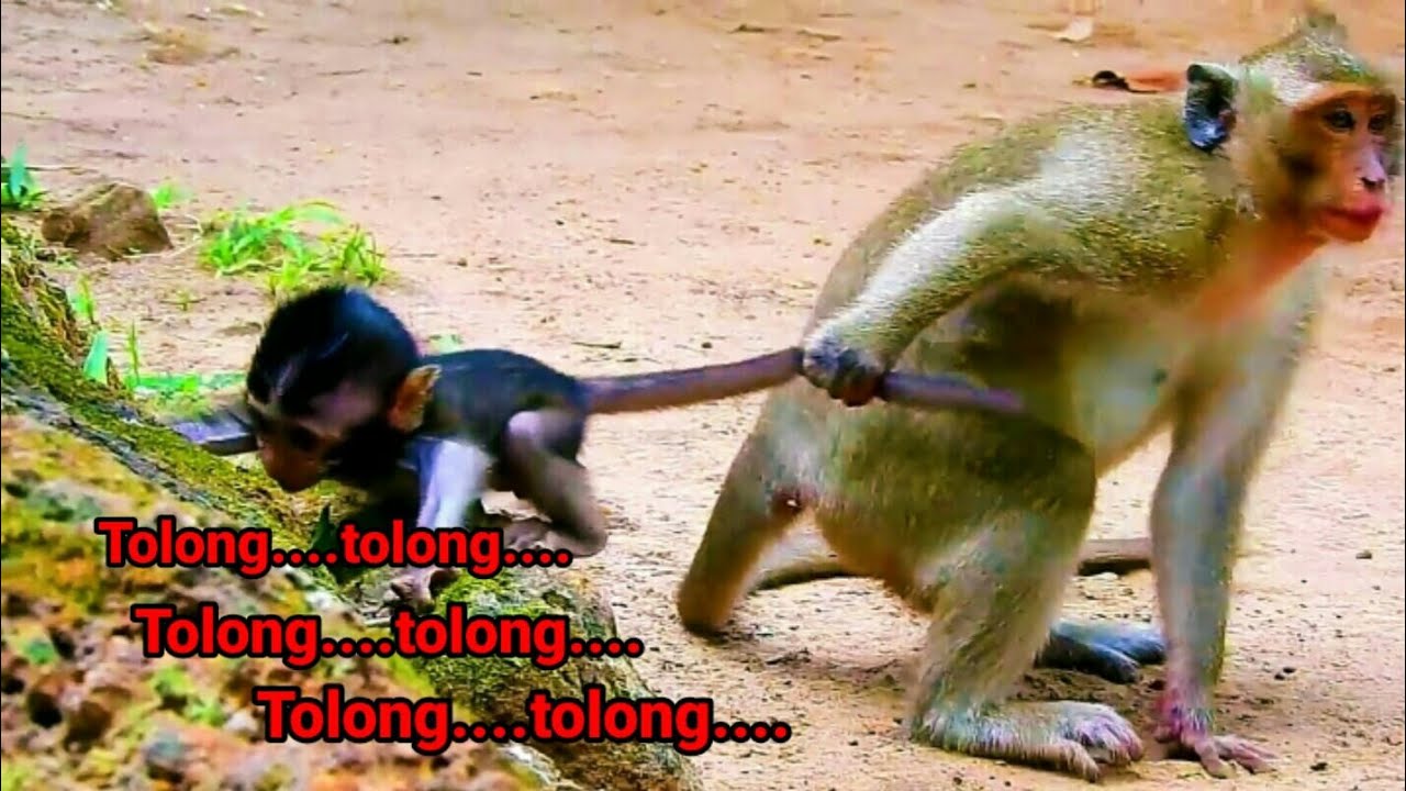 Anak monyet dianiaya induknya - YouTube