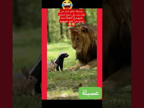 عسيلة جاتو خبار من عند رنب بلي سبع محيح عليهم في الغابة مشا عندو جرا عليه ههههه عسيلة ملك الغابة