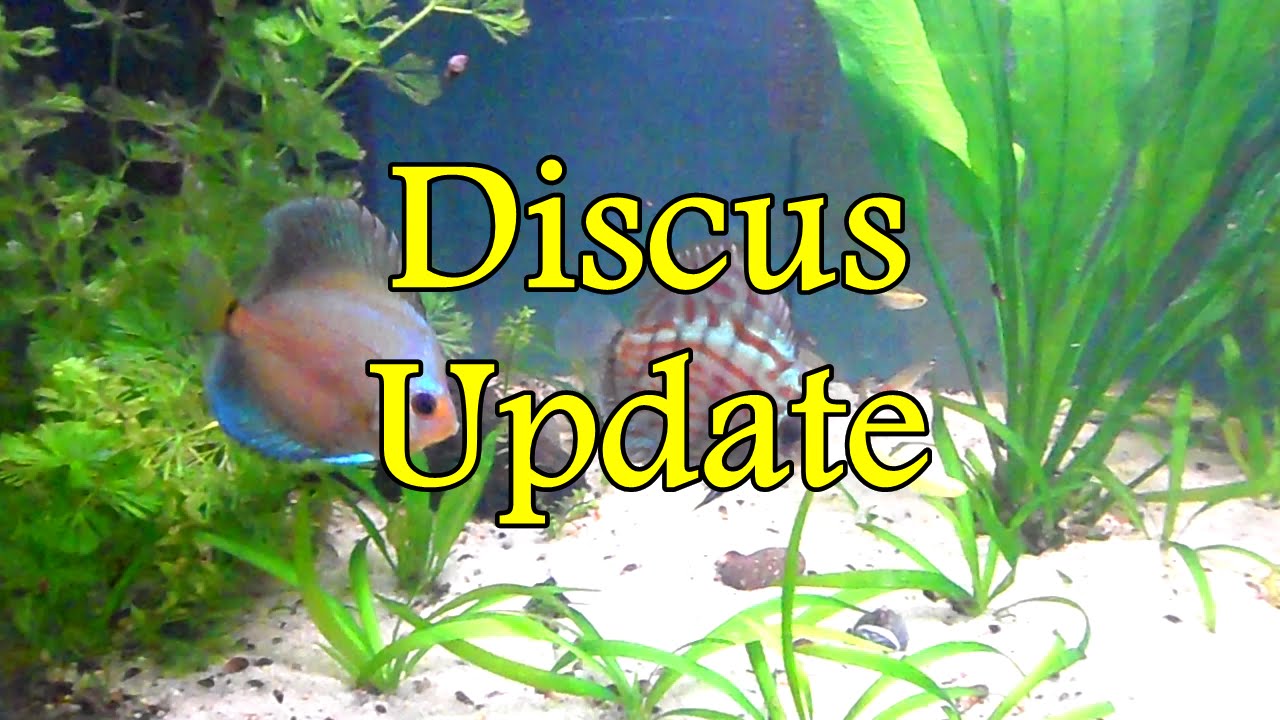 Discus Update Algae is gone & Discus swap YouTube