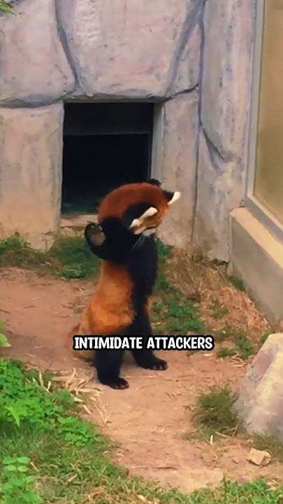 Who is cuter? gaint panda or red panda?