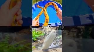 Fun Toys | Animal Names for Kids to Learn: Snake Horse Hippo Pig Crocodile