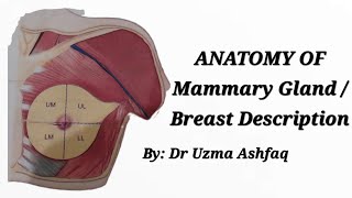 ANATOMY OF MAMMARY GLAND/BREAST INTRODUCTION ,VASCULATURE AND LYMPHATICS COMPLETE DESCRIPTION EASY