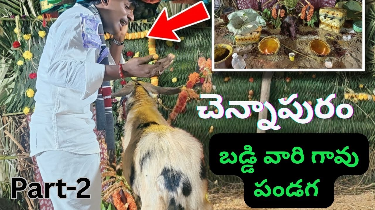 నరసన్నపేట దగ్గర చెన్నాపురం గ్రామం లో ||చిన్న యాదవ్ పాట||ph:7416223806