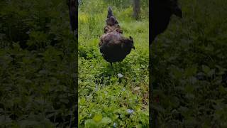 Me and the chickens exploring 💖 #sundaymorning #pnwlife #chickens #chickenflock #morningsunshine