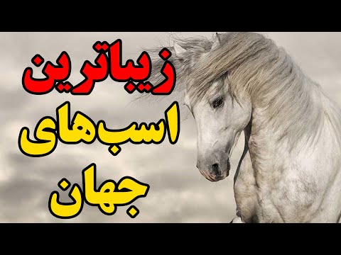 تصویری: چرا اسب های عرب نژاد خاصی محسوب می شوند