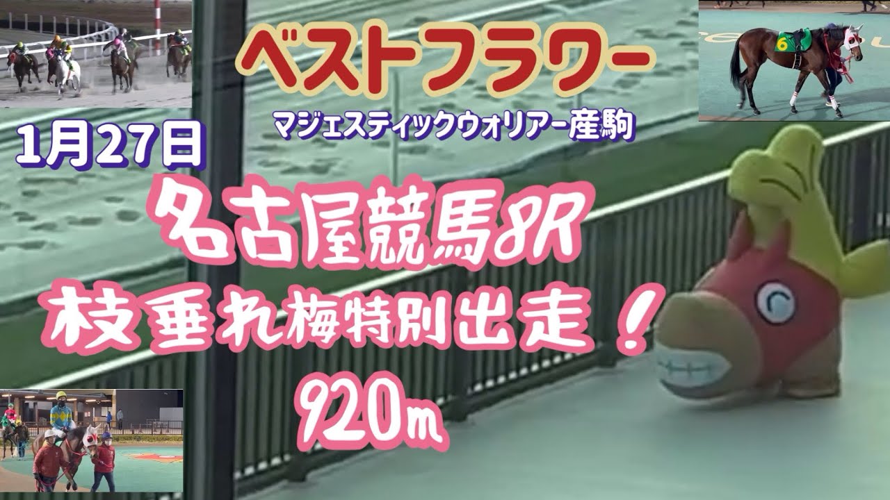 [競馬・馬主]地方競馬　ベストフラワー　1/17名古屋競馬　枝垂れ梅特別出走！920m 2戦目