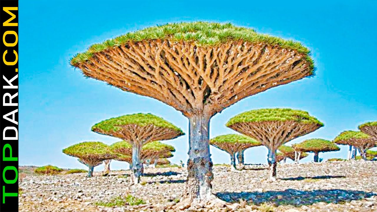 20 Árboles Más Inusuales y Raros del Mundo - YouTube