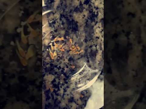 اسماك المولي بعمر ساعات