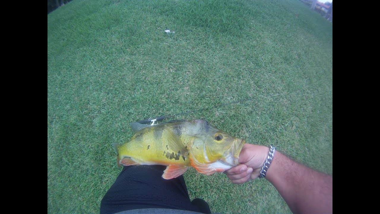 South Florida peacock bass on popping cork and rattle traps YouTube