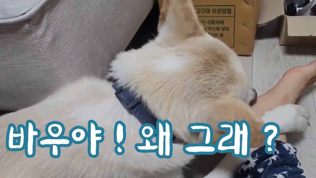 바우야? 갑자기 무슨 생각이 든거니?