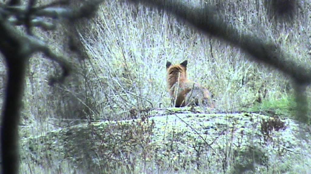 Grey fox distress download youtube video