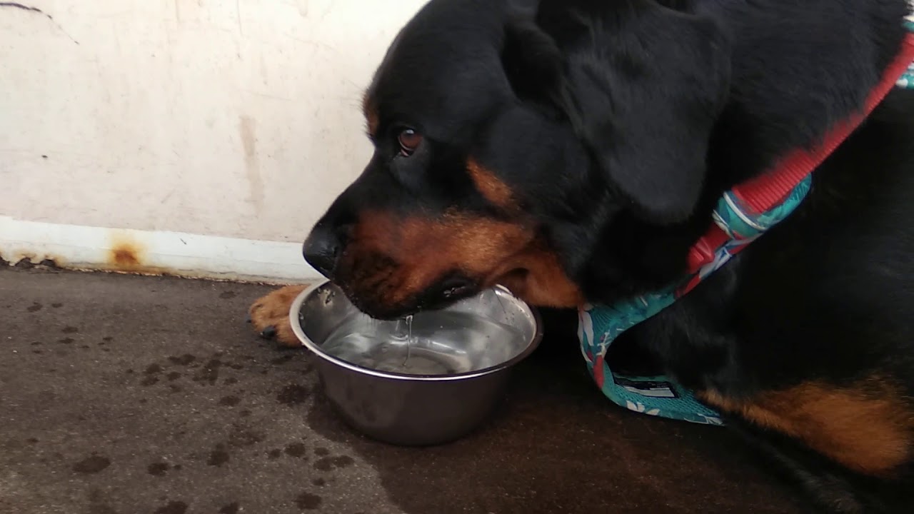 Rottweiler is getting tired in the morning walk.because the weather is