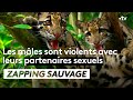 La panthère nébuleuse mâle est violente avec ses partenaires sexuelles - ZAPPING SAUVAGE