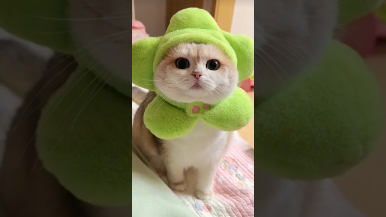 The kitten leaps towards you 🎀🐾