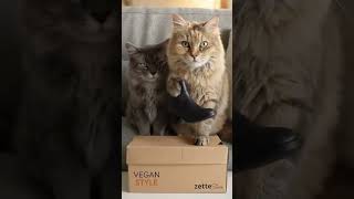 When Cats Realize the Shoes Are Actually Worth Fighting For #pethumor #shorts #cats #catshorts