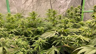Day 26 Flower. Runtz Muffin, Cherry18, Amherst Sour D, 24k Gold, Lemon Kush Headband.