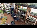 Displaying a new load of houseplants at the garden center   garden answer