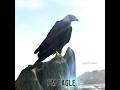 Im eagle and what are you
