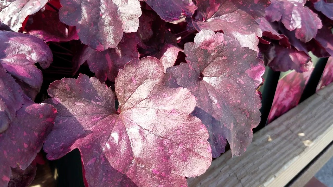 Heuchera Galaxy (Coral Bells)