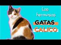 Las increíbles GATAS CALICO 🙀🐈| Todo lo que debes saber sobre las GATAS CALICO |  Mundo de Gatos