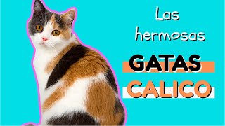 Las increíbles GATAS CALICO | Todo lo que debes saber sobre las GATAS CALICO |  Mundo de Gatos