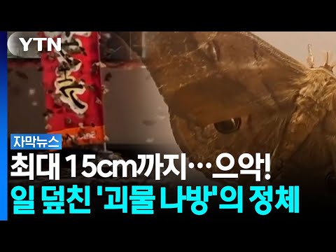 Up to 15cm?... 'Monster moth' swarm invades Hokkaido, Japan [Subtitled News] / YTN