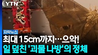 최대 15cm까지?...日홋카이도 점령한 '괴물나방떼' [자막뉴스] / YTN