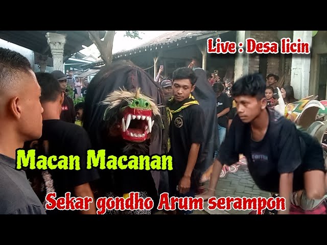Macan Macanan Sekar Gondho Arum serampon Live Desa Licin class=