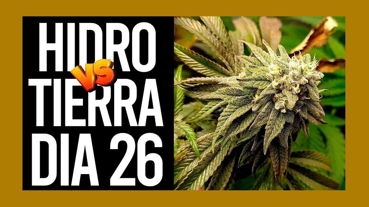 Z-KIEM HIDRO VS TIERRA DIA 26 | VIPARSPECTRA XS 2000