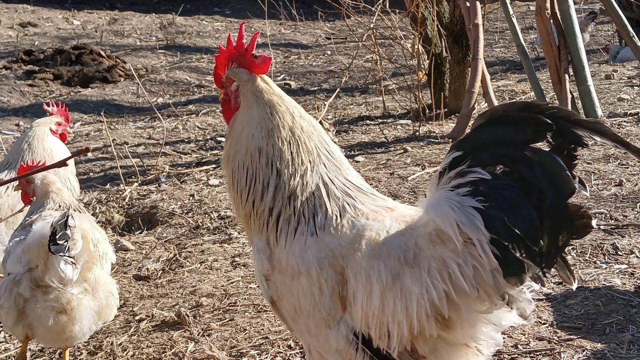 Мурғҳои навъи рябушка тухмаш фуруши тел90 400 3802 ватсап хаст 