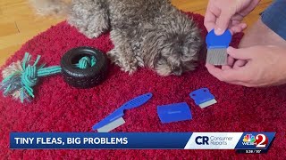 How to treat flea infestations | Consumer Reports