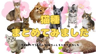 猫種まとめ【サイト内で紹介した猫ちゃんまとめてみました】