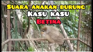 suara anakan burung kasu kasu betina memangil induk nya