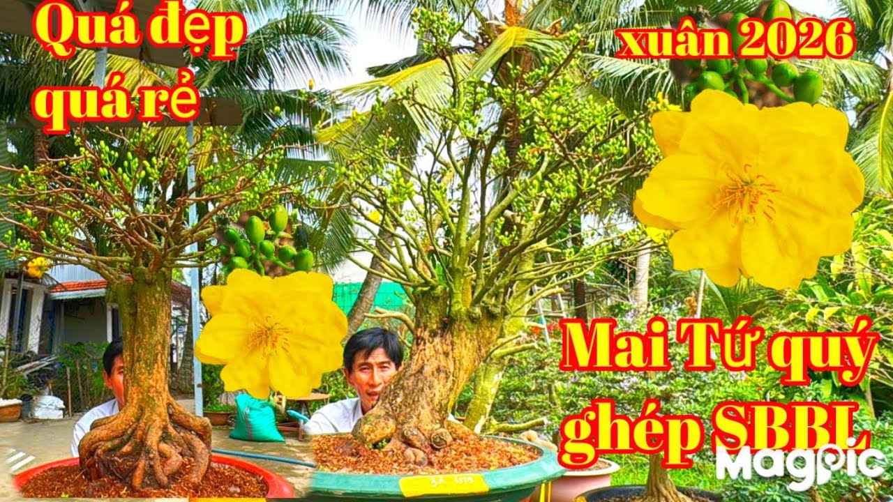 A Bình 👉 0789498882 v 0704798882 Bùng nổ Mai tứ quý ghép SBBL quá đẹp chơi xuân 2026.