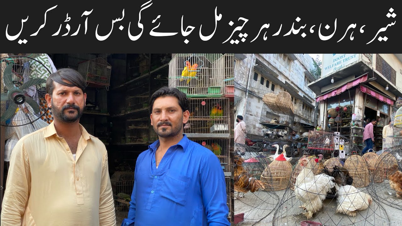 College Road Birds Market Rawalpindi Fancy Hens,Ringneck Parrots