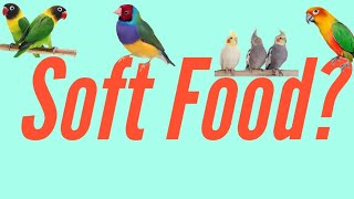 Soft Food For Birds? | Parindon Kai Liyai Naram Ghiza? | Soft food Mein Kiya Kiya Ata hai? | screenshot 5
