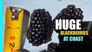 Growing Huge Organic Blackberries at the Coast in Southern California