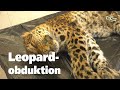 Balao, the female chinese leopard is dead...