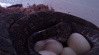 Celebrity carpet python laying and egg retrieval Wealth