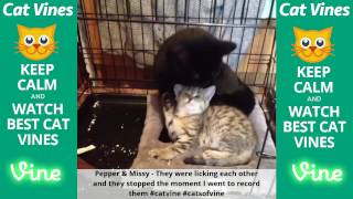 Funniest Cat Vines #128 - Updated September 21st, 2015 by Ultimate Cat Vines 1,867 views 8 years ago 19 minutes