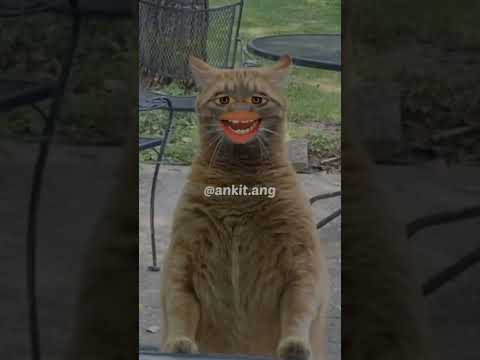 mithlesh Tu video bana raha hai  funny cat video