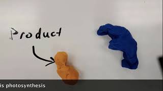 Ap Biology Enzyme Stop Motion Project