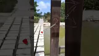 🌿 Japanese Garden Tunisia 🇹🇳 | مكان هادئ يجنّن 😍 #Shorts