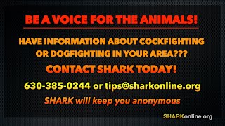Help SHARK Bust Cockfights & Dogfights!
Send Cockfighting and Dogfighting Tips to:
Email: tips@sharkonline.org,
Phone: (630) 385-0244
Learn more at: CrushCockfighting.com
Join SHARKs Quick Response Team:
info@sharkonline.org
Visit our website: https://sharkonline.org/
Sponsor SHARK on Patreon:
https://www.patreon.com/SHARKonline
Learn more about donating to SHARK here:
https://tinyurl.com/mjvmkp9u
Every time you shop at any of the 2,000+ online stores in the iGive network, a portion of the money you spend benefits Showing Animals Respect and Kindness. Its a free service and youll never pay more when you reach a store through iGive. Start iGiving at: www.iGive.com/animals
You can also donate to us through the PayPal Giving Fund: https://www.paypal.com/us/fundraiser/charity/211689
Purchase SHARK shirts, cups, bags, and more at our Cafe Press store: https://www.cafepress.com/showinganimalsrespectandkindness
Like SHARK on Facebook: https://www.facebook.com/sharkonlineorg/
Follow SHARK on Twitter: https://twitter.com/sharkonline
Follow us on Instagram: @sharkonlineorg
The purpose of this video is to educate the public about animal abuse and those who commit it. It is not intended to be shocking or sensational Help SHARK Bust Cockfights & Dogfights!
